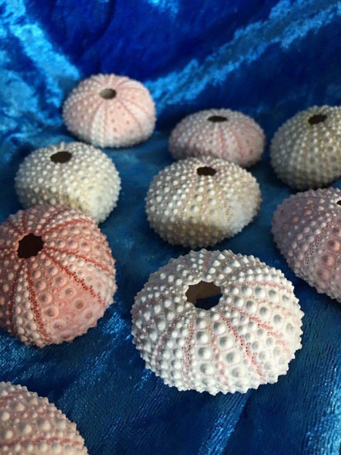 Pink Sea Urchins 4 to 5cm We Sell Sea Shells Australia