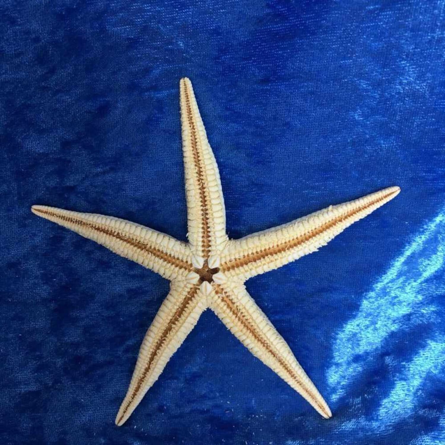 1012cm Baby Starfish Creamy White Small Natural Sea Stars We